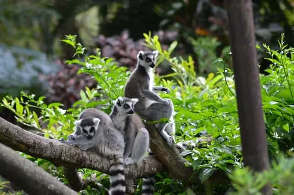 Descubre Madagascar, una misteriosa isla llena de sorpresas, Madagascar